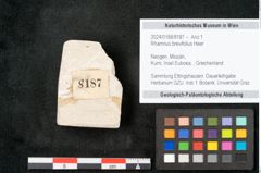 Foto (Objekt + Etikett) von Rhamnus brevifolius Heer (NHMW-GEO-2024-0188-8187)